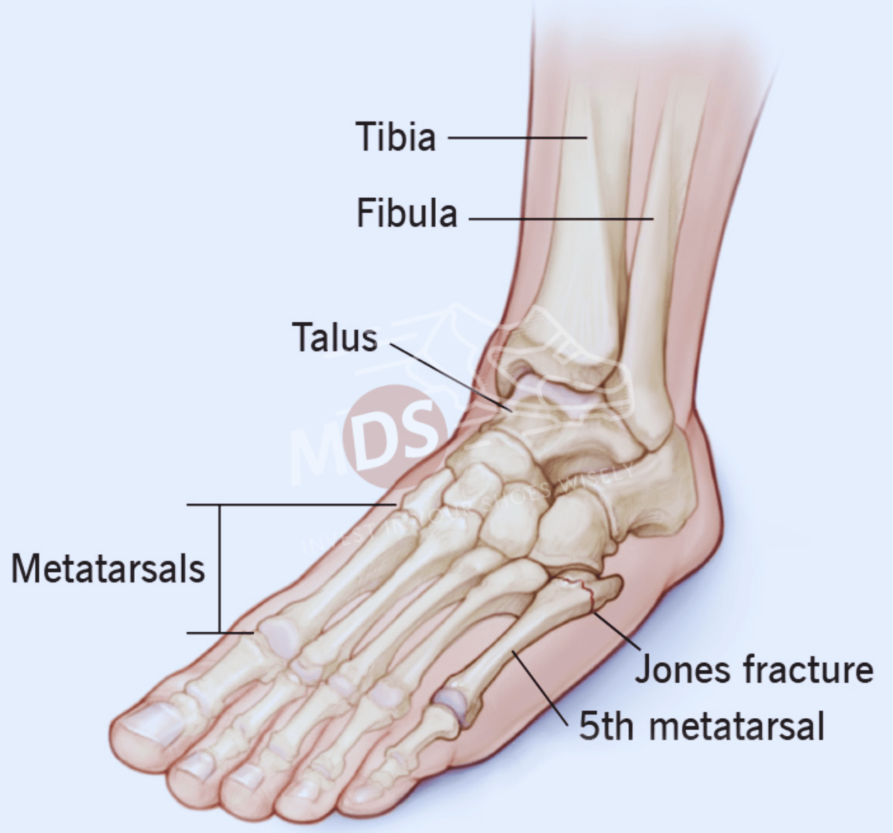 anatomy-of-a-foot